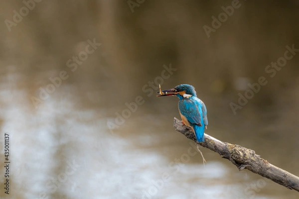 Fototapeta Kingfisher
