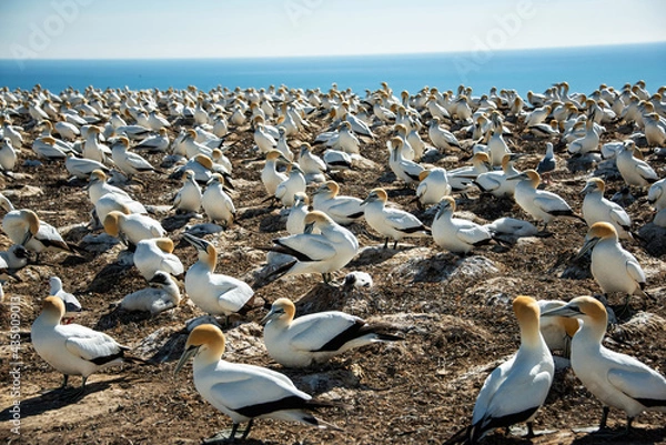 Fototapeta Gannet Colony at Cape Kidnappers, New Zealand