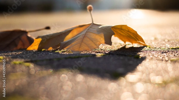 Obraz przyroda kwiat jesień kaktus 