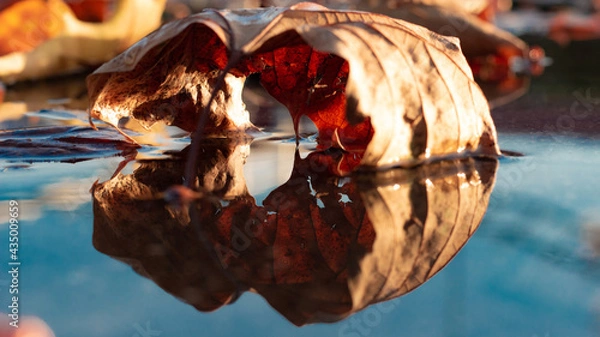 Obraz przyroda kwiat jesień kaktus 