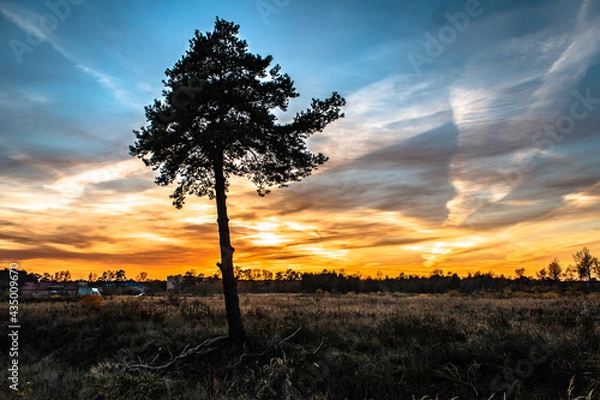 Obraz przyroda kwiat jesień kaktus 