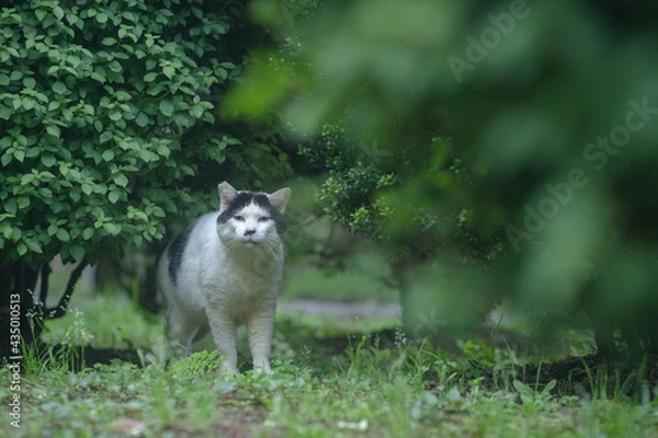 Obraz 樹の下の黒白猫