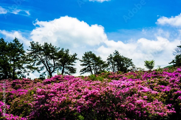 Fototapeta ミヤマキリシマ