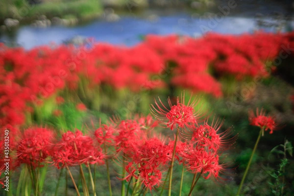 Fototapeta 河川敷に咲き誇る彼岸花　広島県三次市馬洗川