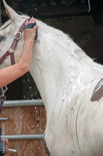 Fototapeta Brudny koń