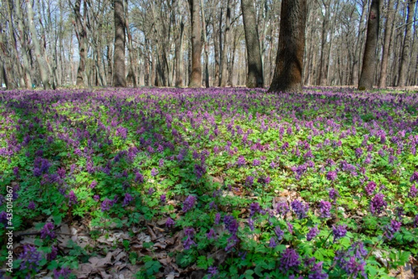 Fototapeta Bright spring bloom