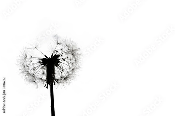 Fototapeta dandelion