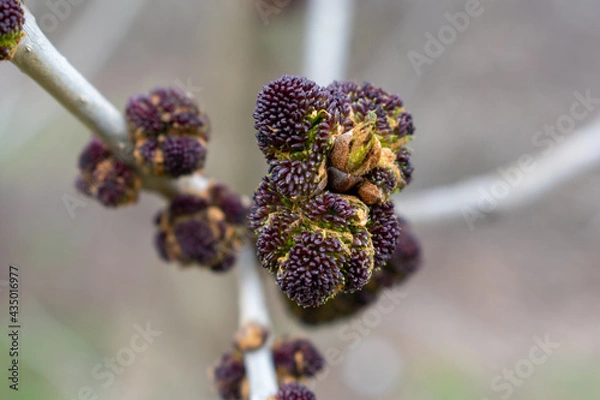 Fototapeta Ash tree in spring buds
