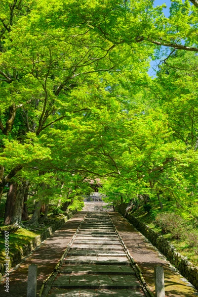 Fototapeta 京都　毘沙門堂門跡の新緑