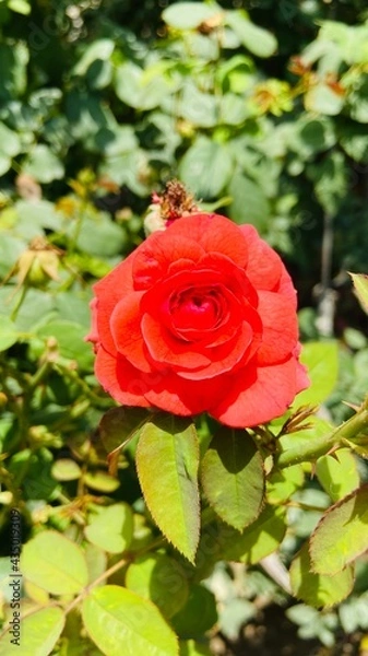 Fototapeta red rose in garden