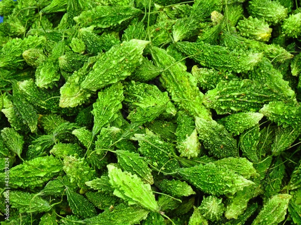 Obraz green bitter gourd