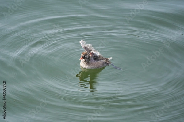 Fototapeta Little Grebe chicks spreading their wings and moving on the surface of the water (from diagonally forward)