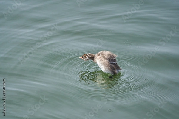 Fototapeta Little Grebe chicks trying to dive in the water (from diagonally behind)