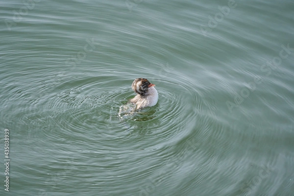 Fototapeta Little Grebe chicks swimming on the surface of the water (from the side)