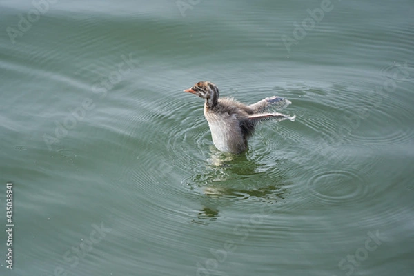 Fototapeta Little Grebe chicks flapping on the surface of the water (from the side)