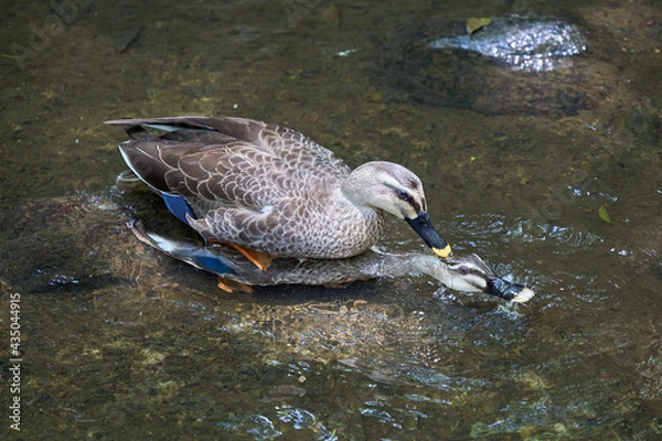 Fototapeta Spot-billed ducks mating on the surface of the water (from diagonally forward)