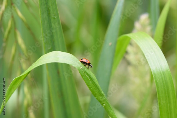 Obraz てんとう虫