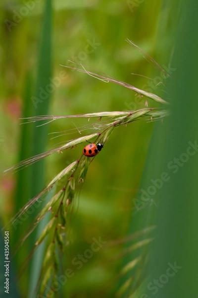 Obraz てんとう虫