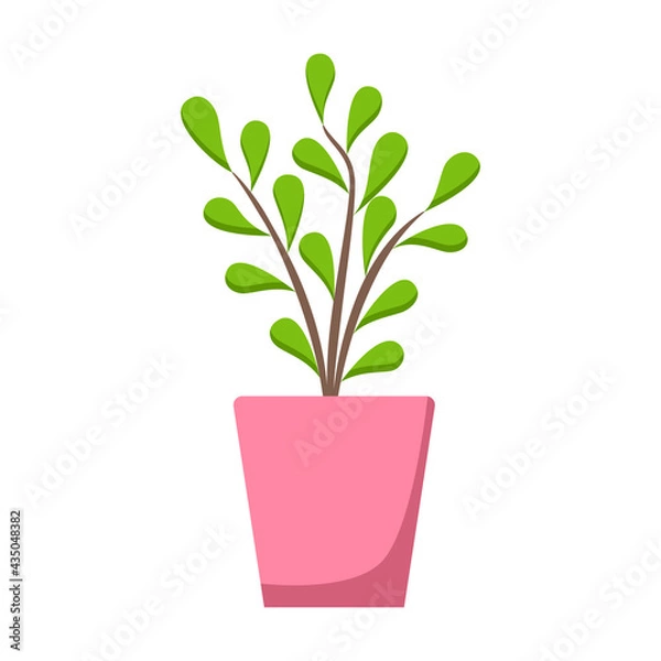 Fototapeta Green home plant in pink pot, isolated on white background. Flat style, vector illustration