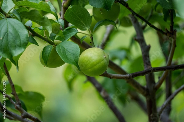 Fototapeta 梅の実
