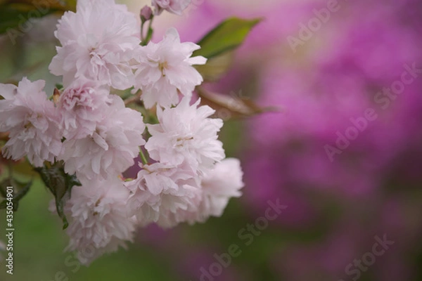 Fototapeta 桜, 八重桜, ピンク, 満開