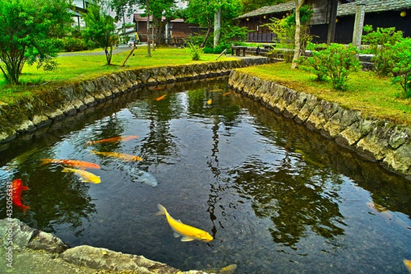 Obraz 鯉が泳ぐ川（山形県金山町）

