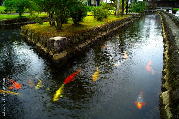 Obraz 鯉が泳ぐ川（山形県金山町）

