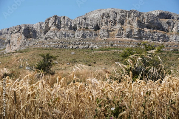 Obraz Mountain cliffs behind a wheat field