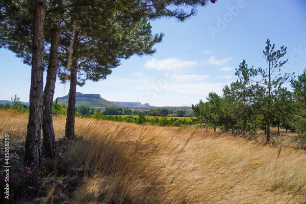 Obraz Pine trees growing on a barley field