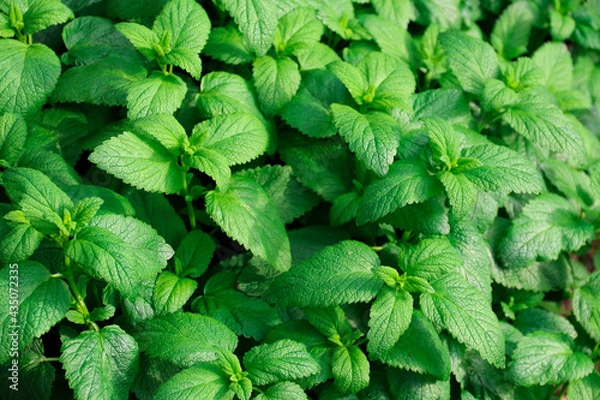 Obraz Fresh green leaves of mint, lemon balm, peppermint top view. Mint leaf texture. Ecology natural layout. Mint leaves pattern spearmint herbs nature 
