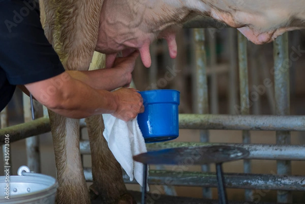 Fototapeta Image of Cleanse the cow's milk,Before milking the cows.