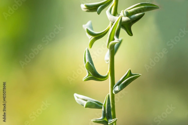 Obraz Dolphin Succulents plant (Senecio peregrinus) Dolphin necklace.