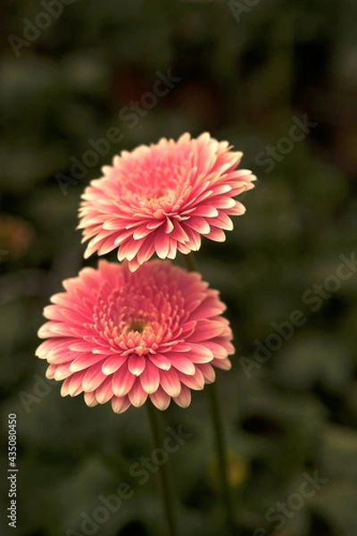 Fototapeta Gerbera in Pink colours. Floral photography. Floral desktop background. Pink gerbera. Nature background. Darkgreen leaves.
