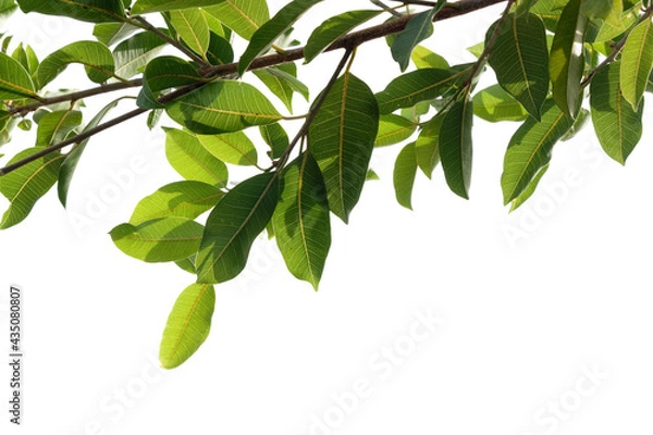 Fototapeta Fresh green tree branch isolated on white background