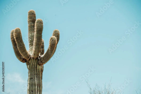 Fototapeta Saguaro cactus (Carnegiea gigantea) in the Sonoran Desert in Arizona USA