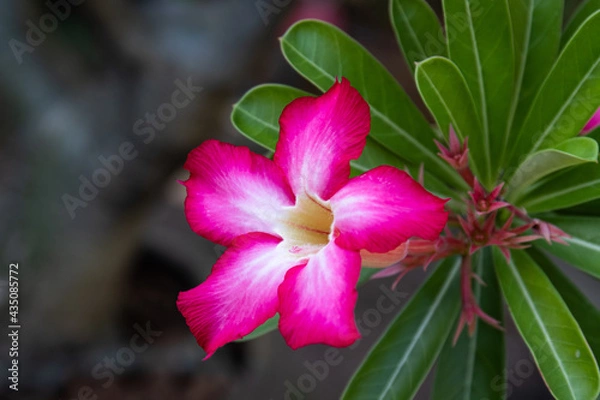 Obraz Close up shocking pink blooming flower,  Desert rose, Mock Azalea, Pinkbignonia, Impala lily
