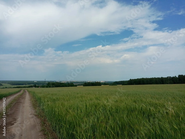 Obraz road in the field