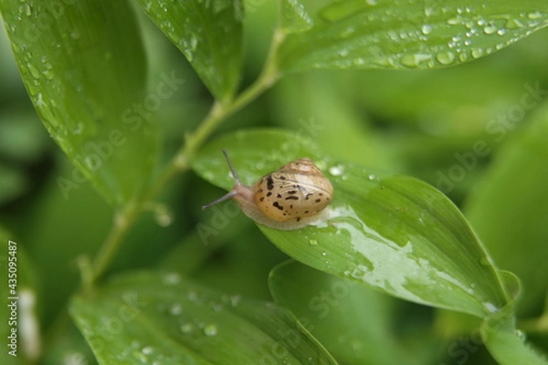 Fototapeta Snails