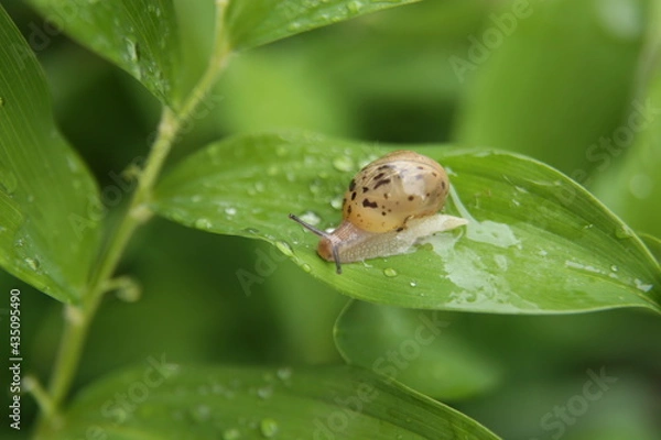Fototapeta Snails
