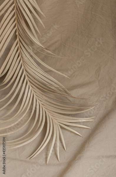 Fototapeta dry palm branch fabric background beige decor