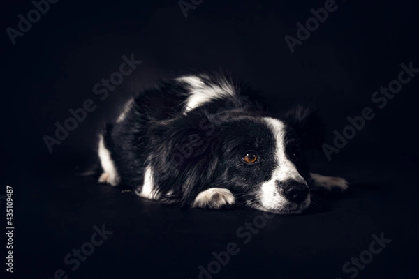Obraz border collie puppy