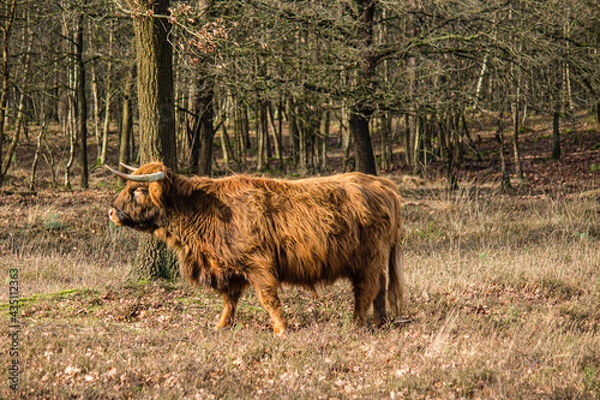 Obraz highland catlle