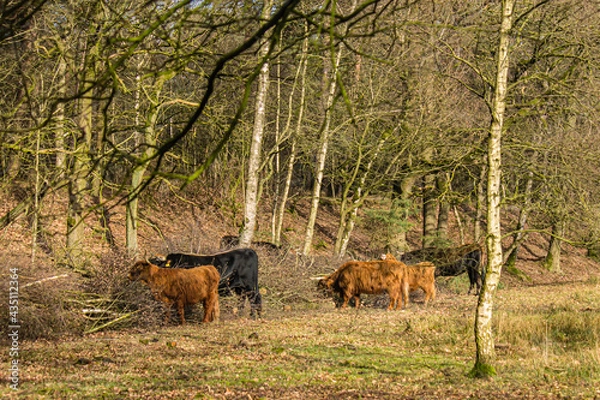 Fototapeta Highlan catlle lunch