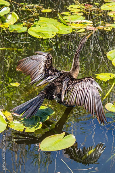 Fototapeta anhinga