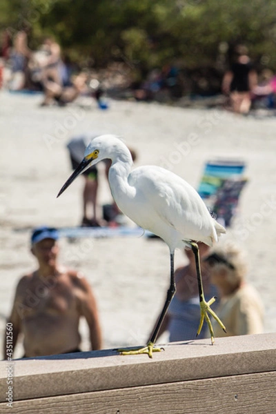 Obraz snowy egret