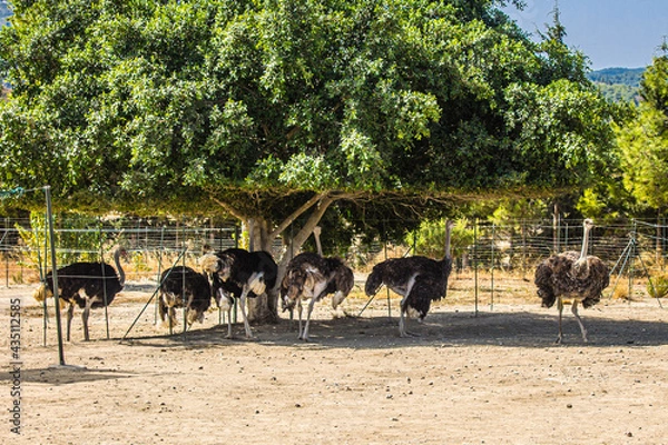 Obraz struthio camelus in shade
