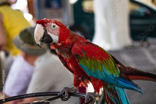 Fototapeta Hous macaw