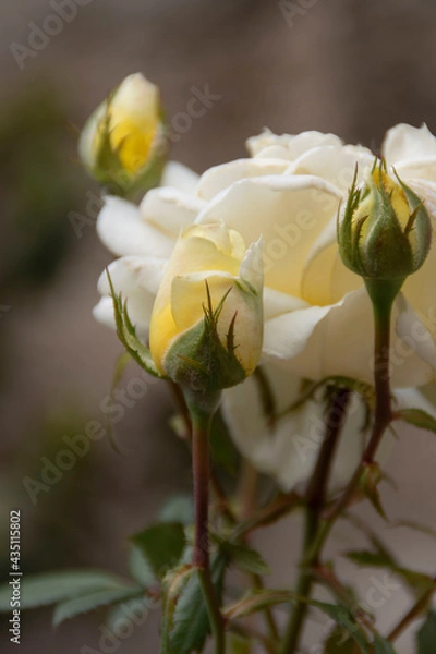 Obraz white rose bud