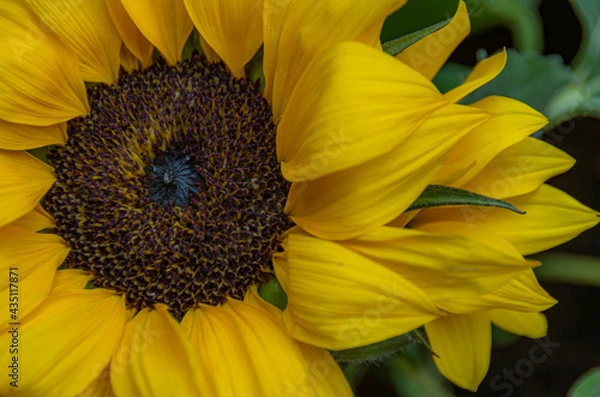 Obraz sunflower and bee