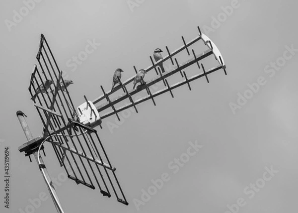 Obraz pájaros de ciudad